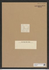 Hemiaulus subsymetricus Grun. (de-Toni-Nr.: Genus 117, Species 3338) Zeichnungen Sammlung Grunow Nr. 6745 (NHMW-BOT-W0375565)